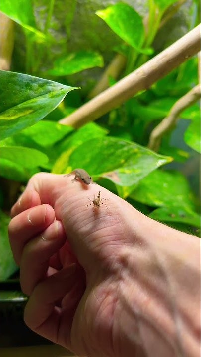 feeding-my-baby-cameroon-dwarf-gecko-geckofeeding-geckobreeder