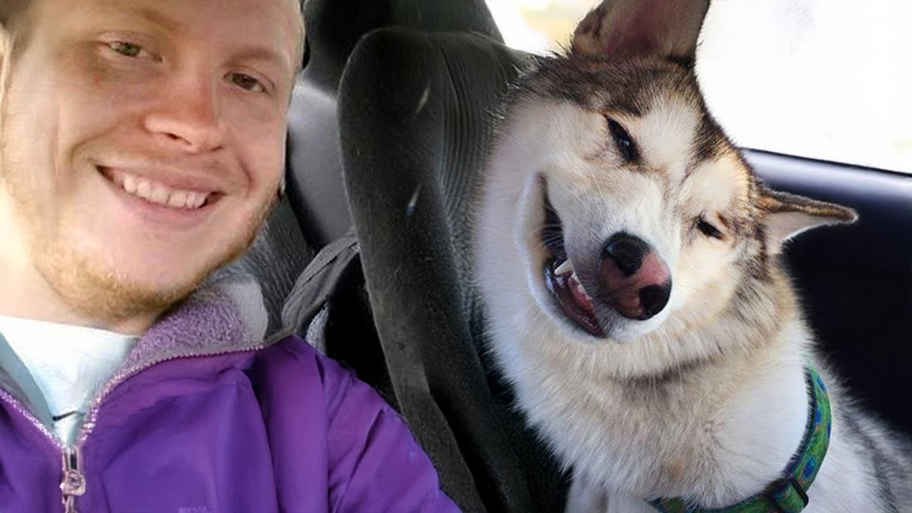 When You Need a Cool Husky But Get a Drama Queen 🤣 Funny Dog Videos 2025