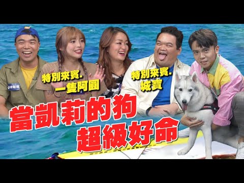 【歐北共精華】#5 「侍」寵而驕｜養寵物真的很燒錢？｜狗也可以玩SUP！｜一隻阿圓、城寶、黃豪平、馬克吐司、凱莉｜零捌歐北共
