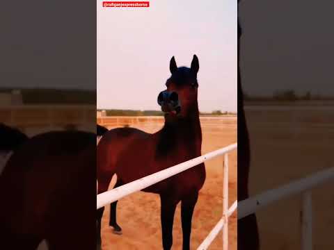 Horse voice status 🐴 Whatsapp Status 🐴 Horse Lover 🐴#shorts #short #compilation 🐴