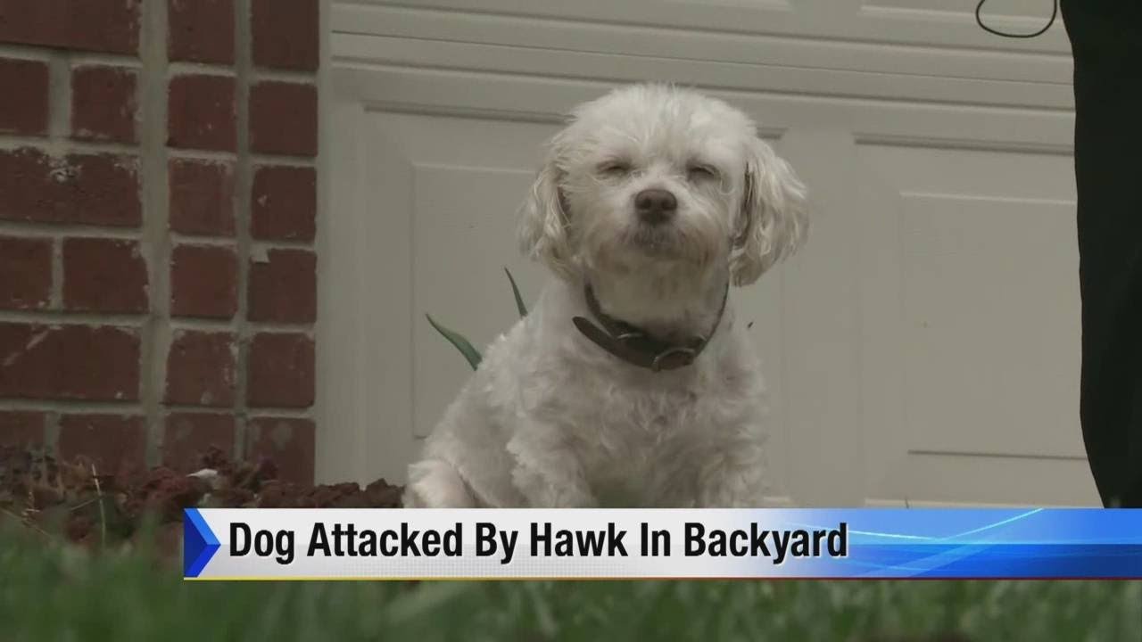 how to protect my little dog from hawks