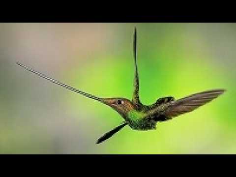 ヤリハシハチドリ(Sword-billed Hummingbird) - YouTube