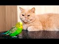 The cat falls asleep when his friend budgie is nearby