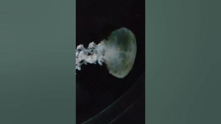 🪼jellyfish @Osaka Aquarium Kaiyukan #japan