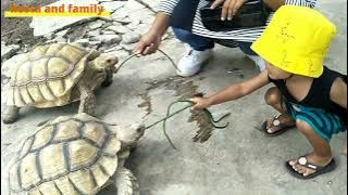 LAGU ANAK-ANAK // TUAN KURA-KURA // CHILDREN'S SONG // LORD TURTLE