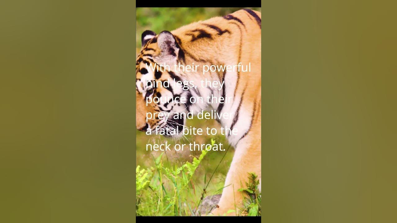 Unbelievable! Discover the Shocking Truth About Tigers!shorts YouTube