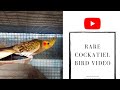 Cockatiel and his Family | Bronzefallow Cockatiel bird @Villagebirdcom