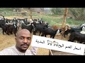 اسعار الغنم اليوم  ومعلومات عنها🐏🐏🐏المدينه المنورة