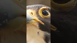 The fastest bird in the world #birds  #fast