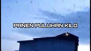 Penampakan RBW PANEN PULUHAN KILO