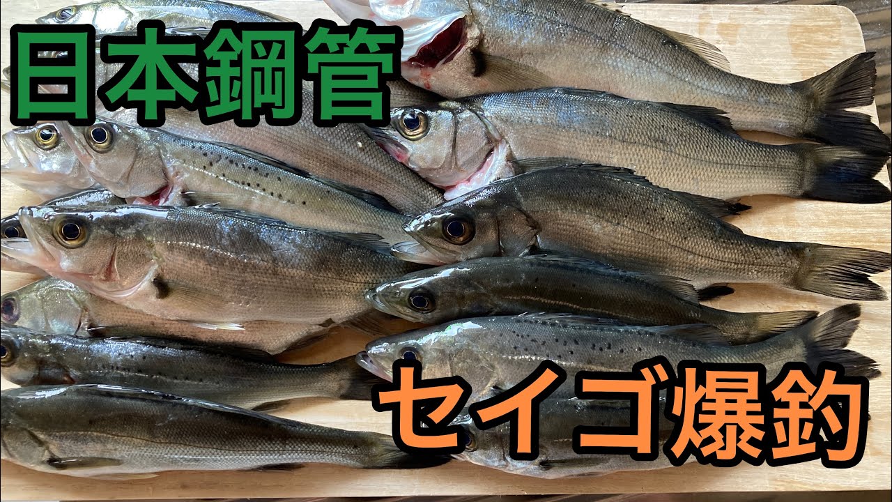 日本鋼管でセイゴ釣り 夜釣りのセイゴ爆釣しています Youtube