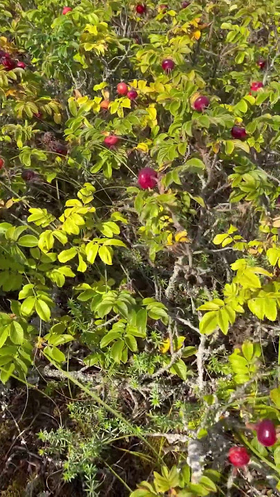 A Sandy Path Led Us to the Sea Rose (Rosa rugosa) Bushes! 🌊🌹