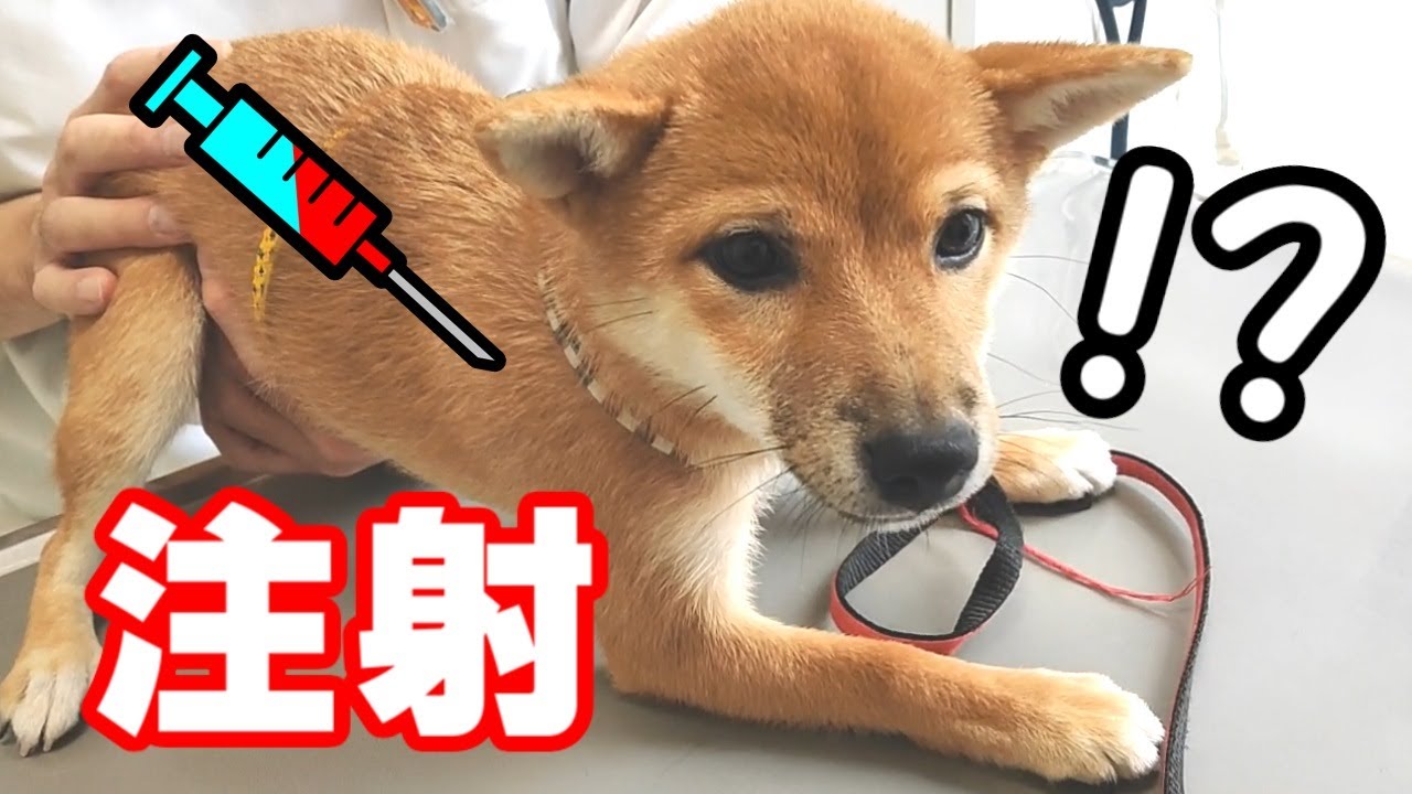 【豆柴】初めての狂犬病注射を頑張る子犬｜きゅんと泣いてしまう【予防接種終わり】 YouTube