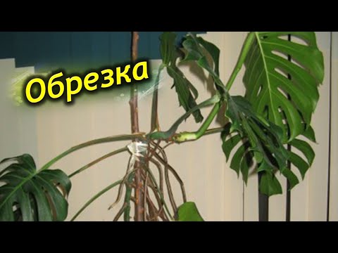Обрезка Монстеры. Что делать с воздушными корнями растения?