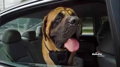 Trust Safelite AutoGlass to Fix Your Glass Fast | Safelite