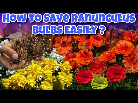 वीडियो: Ranunculus Bulb Storage - क्या आप सर्दियों में Ranunculus Bulb को बचा सकते हैं