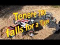 Riding into the unknown what happens when a tiger falls on the track tenere t700 adventure