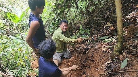 Đi đào Măng lấy Dúi khủng trong rừng già Sự béo Sính 1 chân buông càng về ko. Nguyễn Tất Thắng
