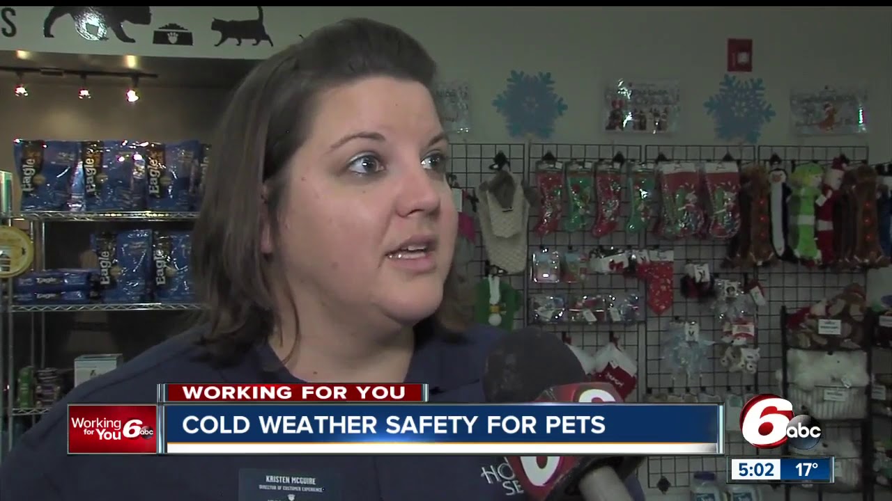 Keeping your pet safe and warm when the temperatures drop