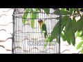 Pancingan Lovebird Ngekek Ampuh Untuk Merangsang Bunyi Mp3 - Mp4 Download
