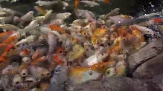 Кормим карпов кои в океанариуме Sochi Dicovery World Aquarium