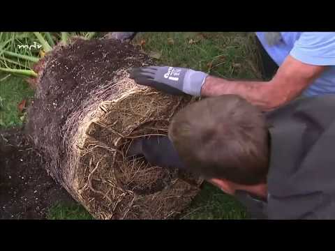 Video: Erstellen Eines Gartenbeets Aus Würzigen Pflanzen Und Salaten