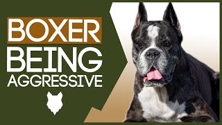 AGGRESSIVE BOXER TRAINING! How To Train Aggressive Boxer Puppy!