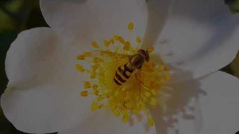 تلاوة خاشعة للشيخ محمد اللحيدان | “وَأَوْحَىٰ رَبُّكَ إِلَى ٱلنَّحْلِ