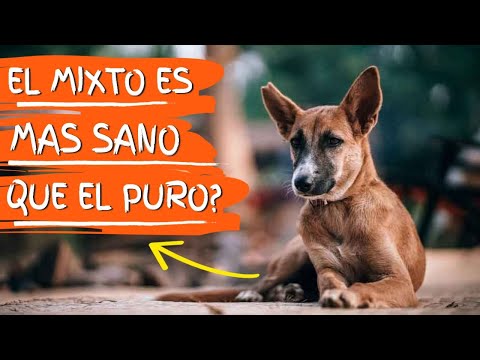 Video: Cómo identificar las razas en un perro de raza mixta