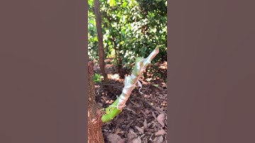 Cách ghép cải tạo từ giống bơ booth qua giống bơ sáp 034 #short