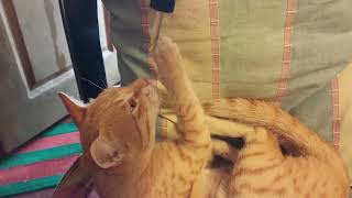 Cat like medicine 😂 by pets swag 338 views 2 years ago 16 seconds