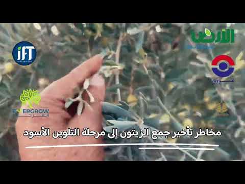 مخاطر تأخير جمع الزيتون إلى مرحلة التلوين الأسود