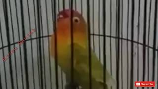 LOVEBIRD NGEKEK 3 MENIT TANPA JEDA