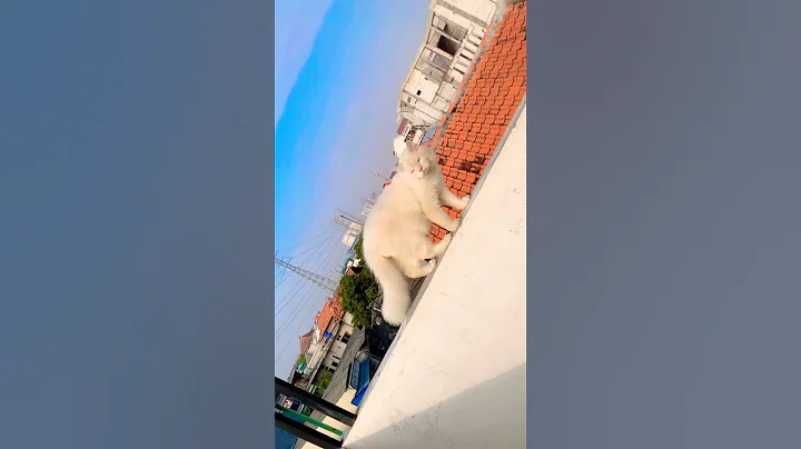 Watch the video about Jalan pagi 😸 #cat #catlover #pencintakucing #persia #kitten #fyp #kucingras #kucing