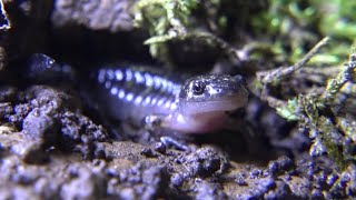 Spotted Salamanders - Eggs to Juveniles in 65 days! (Ambystoma maculatum)