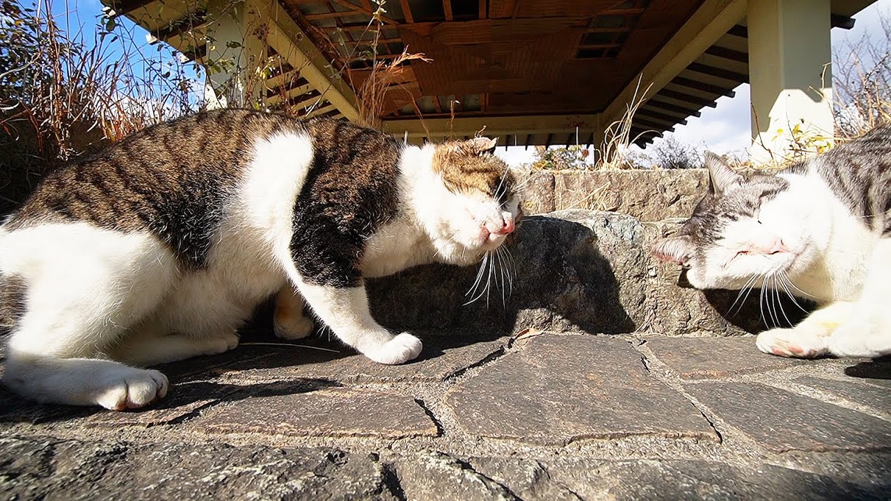 1日遅かったら助からなかった 瀕死の野良子猫たちを保護 2匹そろって新しいおうちで幸せに暮らす姿に涙 ねとらぼ
