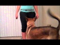 Teach Your Dog To Heel In 5 Days - Day 1 Teach Your Dog To Heel In 5 Days - Day 1
