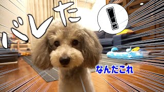 🐶ついに犬のお留守番の様子を盗撮しているのがバレました。【トイプードルのグリィ】【犬】【dog】【toy poodle】