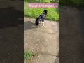 Off they go!! #music #puppy #lifeisbutadream #pets #cute #dog #funny #family #run #dogshorts