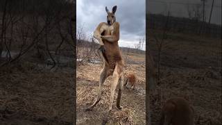 Kangaroo #amazing facts #animals #facts #viral