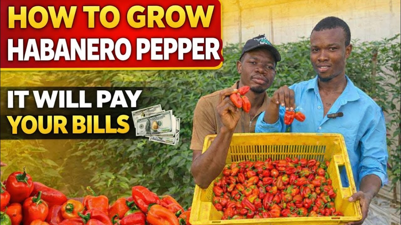 HOW TO GROW HABANERO PEPPER AND EARN MONEY.