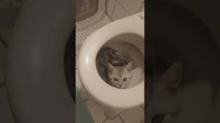 Cat Casually Sitting in the Toilet