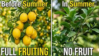 Why Your Lemon Tree Goes Empty In Summer (Commercial Growers Know The Fix)