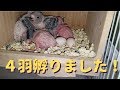 雛が4羽孵りました!【セキセイインコ】【#12】