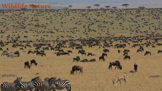 The Great Migration in Kenya - Part 1 - Nature’s Most Epic Journey