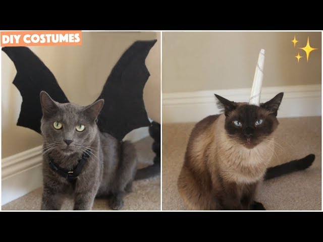Homemade Cat Costume Adult DIY Cat Costumes For Kids How To Make DIY