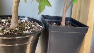 Amur maple quick trim