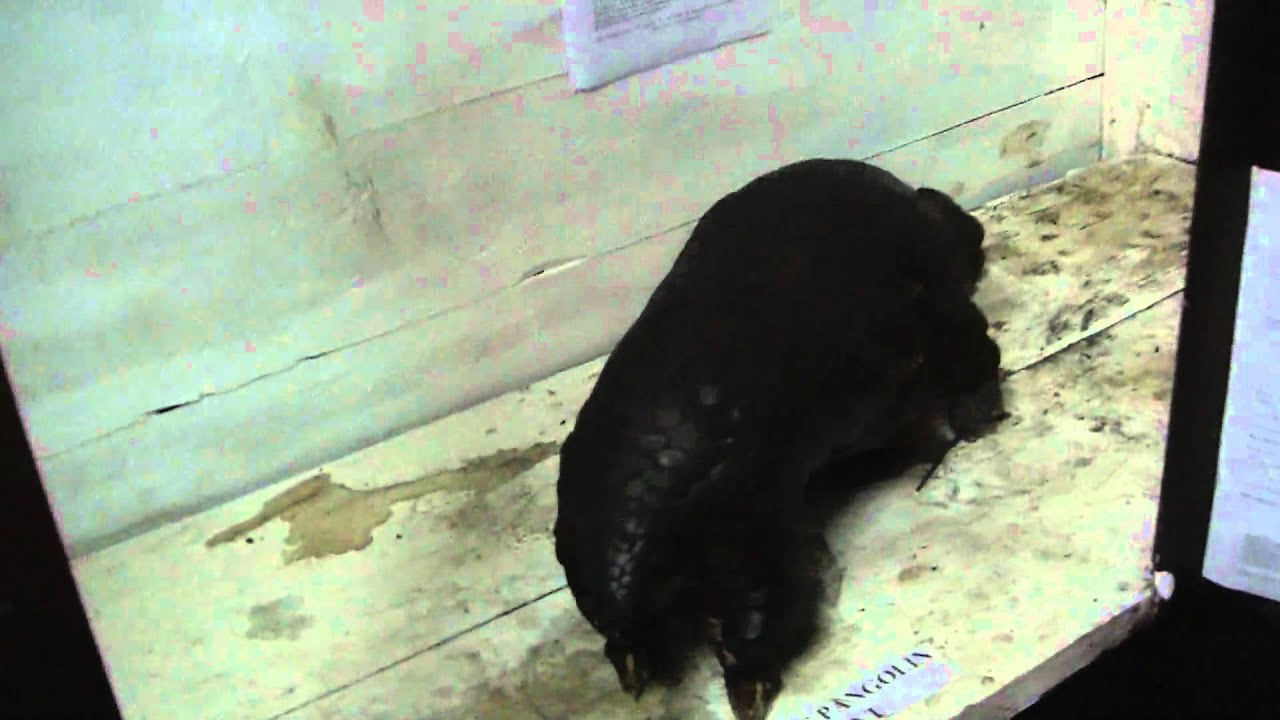 AZOMBO MEYANGA RIGOBERT, YAOUNDE, MUSEUM