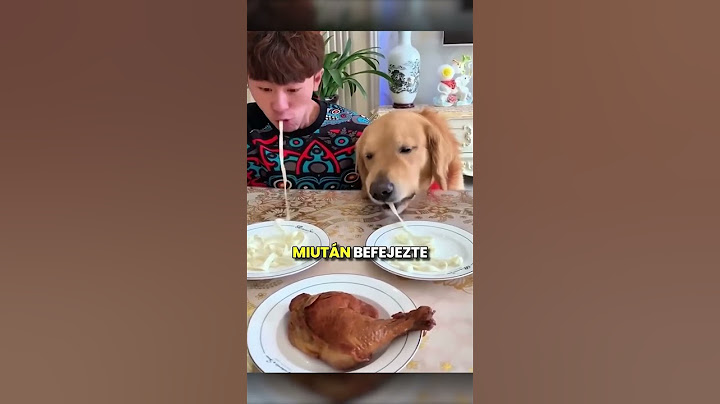 A Kutya Minden Kaját Ellopott! 🐕