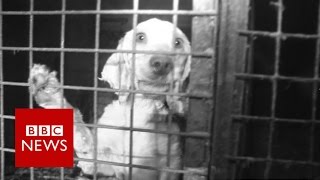 Britain's Puppy Dealers Exposed - BBC News